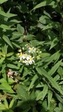 A photograph of the species Doellingeria umbellata, not of this specimen