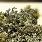 A photograph of the species Cladonia atlantica, not of this specimen