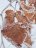 A photograph of the species Rubus idaeus, not of this specimen