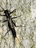 A photograph of the species Allocapnia rickeri, not of this specimen