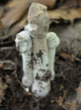 A photograph of the species Hypomyces hyalinus, not of this specimen