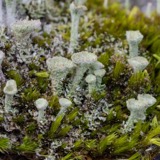 A photograph of the species Cladonia grayi, not of this specimen