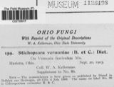 A photograph of the species Stichopsora Dietel, not of this specimen