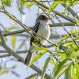 A photograph of the species Empidonax traillii, not of this specimen