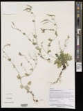 A photograph of the species Corydalis sempervirens, not of this specimen