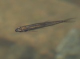 A photograph of the species Notropis heterolepis, not of this specimen