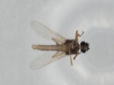 A photograph of the species Atrichopogon levis, not of this specimen