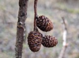 A photograph of the species Alnus Mill., not of this specimen