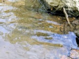 A photograph of the species Petromyzon marinus, not of this specimen