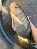 A photograph of the species Moxostoma carinatum, not of this specimen