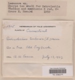 A photograph of the species Lecanora tartarea, not of this specimen