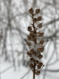 A photograph of the species Clethra alnifolia, not of this specimen