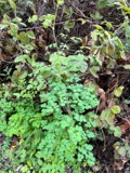 A photograph of the species Thalictrum L., not of this specimen