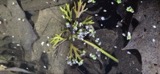 A photograph of the species Ranunculus flabellaris, not of this specimen