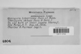 A photograph of the species Menispora libertiana, not of this specimen