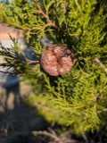 A photograph of the species Gymnosporangium juniperi-virginianae, not of this specimen