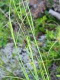 A photograph of the species Ustilago residua, not of this specimen
