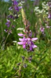 A photograph of the species Desmodium canadense, not of this specimen