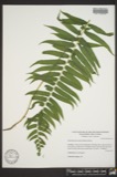 A photograph of the species Athyrium pycnocarpon, not of this specimen