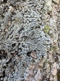 A photograph of the species Pyxine sorediata, not of this specimen