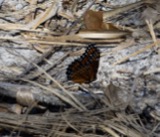A photograph of the species Limenitis archippus, not of this specimen