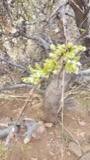 A photograph of the species Salix bebbiana, not of this specimen