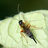 A photograph of the species Hemiteles Gravenhorst, not of this specimen