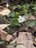 A photograph of the species Viola canadensis, not of this specimen