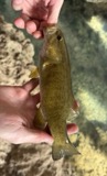 A photograph of the species Micropterus dolomieu, not of this specimen