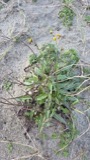 A photograph of the species Sonchus arvensis, not of this specimen