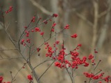 A photograph of the species Ilex verticillata, not of this specimen