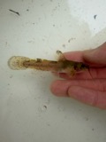 A photograph of the species Noturus miurus, not of this specimen