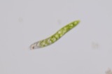 A photograph of the species Euglena Ehrenberg, not of this specimen