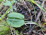 A photograph of the species Calypso bulbosa, not of this specimen