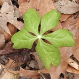 A photograph of the species Podophyllum peltatum, not of this specimen