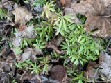 A photograph of the species Galium triflorum, not of this specimen