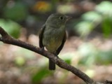 A photograph of the species Empidonax flaviventris, not of this specimen