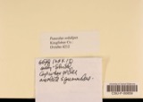 A photograph of the species Panaeolus solidipes, not of this specimen