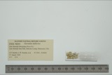 A photograph of the species Gyraulus deflectus, not of this specimen