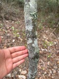 A photograph of the species Amelanchier arborea, not of this specimen