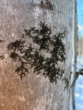 A photograph of the species Frullania eboracensis, not of this specimen