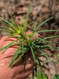 A photograph of the species Asclepias verticillata, not of this specimen
