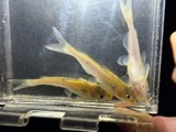 A photograph of the species Ictalurus punctatus, not of this specimen