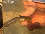 A photograph of the species Noturus gyrinus, not of this specimen