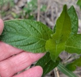 A photograph of the species Ruellia strepens, not of this specimen