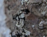 A photograph of the species Caliciopsis pinea, not of this specimen