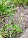 A photograph of the species Poa annua, not of this specimen