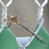 A photograph of the species Somatochlora linearis, not of this specimen