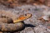 A photograph of the species Nerodia sipedon, not of this specimen