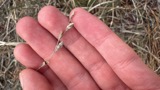 A photograph of the species Carex silicea, not of this specimen